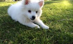 UKC registered Beautiful 8 Week old Female American Eskimo Puppy for sale. Shots up to date. $1700 with registration, $1500 without, OBO. Please call 760-406-1334 for details.
