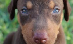 8&nbsp;week old doberman&nbsp;red female pup&nbsp;available.&nbsp; The tail has been docked and the dew claws have been removed.&nbsp; Both parents are doberman and on-site.&nbsp; Email or text&nbsp; 9 1 5 5 4 0 2 2 3 4