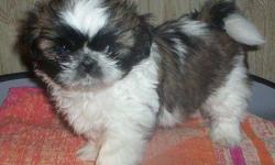 8 WEEK OLD FEMALE SHIH&nbsp;TZU PUPPY...VERY SOCIALIZED..PLAYED WITH BY CHILDREN AND ADULTS SINCE BIRTH..I HAVE BEEN DOING THIS FOR 10 YEARS IN MY HOME..SHE WEIGHS 1LB 6OZ HAS HER SHOT AND VET CHECKED VERY HEALTHY..VERY BEAUTIFUL MUST BE SEEN..HER MOTHER
