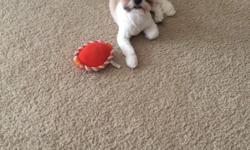 Cute 9 month old male shih-tzu puppy, full breed. Tan and white colored&nbsp;with a little black on his face. with all shots up to date. Very playful & good with children. Asking $400. Please contact Debbie at 702-601-9841 if interested.&nbsp;