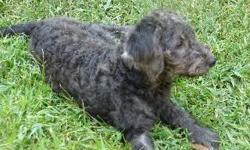 Abby (Yellow collar) is a mini black &silver female F2 labradoodle. &nbsp;She is going to be 25-30 lbs full grown. She is a very sweet little girl. She loves to be with you. She does have a lot of energy.&nbsp; She is going to be non-shedding. &nbsp;The