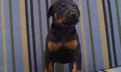Still wanting that one certain dog? Well look no further! Hey, I'm Abby. The fun, spontaneous Female AKC Doberman non WZ factor! I am such an awesome dog! I was born on July 13th, 2014. People really like me because of my soft, silky black and brown fur,