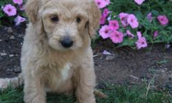 Hi! I'm Abby, I am F1b female Labradoodle. I'm a beautiful and sweet, loving girl. One that you just won't be able to let me go, you will have to have me. I was born on June 1, 2016. I will come with shots and worming to date. They are asking $799.00 for