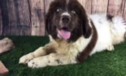 Hi! I am Abby, female chocolate and white CKC Newfoundland. I love to have fun and sure to bring tons of joy to your home. I was born on April 22th, 2016. I will be ready to go to my new home around June 20, 2016. I will come up to date on shots and