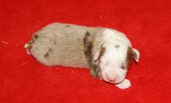 ACA Australian Shepherd Female Puppy, Born 1-26-11, Red & Wht. $200 EA, Taking $75 Deposits to Hold. Current Worming. Call 404-766-0875 or Email deanna@boydactionphotography.com or Look at more Photos Boyd Kennels, WWW.BOYDACTIONPHOTOGRAPHY.COM NO