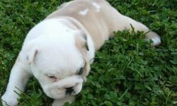 English Bulldog puppies will be 8 weeks on 6/4/14 . The are loveable and friendly, very playful, love the cool outdoor weather. Have first shots,dewormed. ACA Registered. Health certificates. Mother is on-site. They are looking for loving family homes