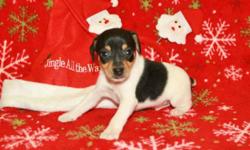 ACA Toy Fox Terrier Puppies,&nbsp;3 Males, Born 11-6-12, $300 EA, Taking $100 Deposit to Hold. Current Shots & Worming, Nationwide Airline Shipping available at extra $350, Local Personal Delivery available at extra charge depending on mileage and fuel