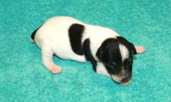 ACA Toy Fox Terrier Male Puppy, Born 1-19-11, $150 EA, Taking $75 Deposit to Hold. Current Worming, Call 404-766-0875 or Email deanna@boydactionphotography.com Look at more Photos Boyd Kennels,
WWW.BOYDACTIONPHOTOGRAPHY.COM NO DELIVERY MUST PICKUP MENA,
