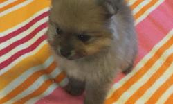 I have 2 adorable AKC Pomeranian Puppies that were born on June 18. They will be available to go to their new home around Aug.13-14. I am taking deposits. I have one Male and one Female. They both are a beautiful orange sable&nbsp;color.&nbsp; Their