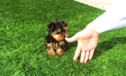 I have available 2 AKC Registered Yorkie Puppies....both males......will be small in size,tails docked and dews claws removed......will be ready for you to take home.Shots all worming will be given.Text () for more details.