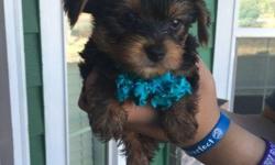I have Four Adorable AKC Yorkie Puppies for Sale.They are almost ten weeks now,they were born on 5/09/2016.The light pink and dark pink are girls.The ones that white,blue and gray are boys.They already got their dew-claw removed,tail-docked. They are