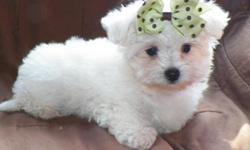 adorable and lovely maltese puppies for a good home,they are very
social with every one and love to play with kids and other home
pets,they are vet check,registered/registerable, Current vaccinations,
Veterinarian examination, Health certificate, Health