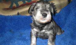 Mini Schnauzers born in our home May 11.Parents are wonderful family pets.ready for new homes15-20 pounds full grown.We play with our puppies so they are very friendly and familiar with household noises and activities.They will be vet checked and be UTD