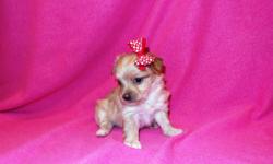 Morkie Puppies, Maltese / Yorkie.&nbsp; Super cute, cuddly and friendly.&nbsp;&nbsp; Puppies are non-shedding, hypoallergenic, with a wonderful personalty.&nbsp; Handled and spoiled daily.&nbsp; Morkies get along great with kids and other pets. They are