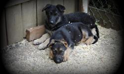 Adorable Pure Breed, 10 weeks old, AKC German Shepherd puppies available for sale. We have only male's available and they are $650. AKC Registration and Three Generation Pedigree available with additional fee. Puppies were born 07/07/14, had first shots