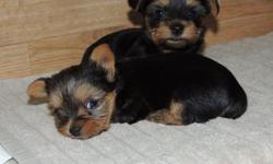 Adorable Pure Breed ACA Yorkshire Terrier puppies available for sale, male?s-$700 and Female?s-$850 Puppies born 04/25/14 and will be ready to go 06/20/14 ( at 8th weeks old). We accepting $200 Non-refundable deposits right now and we can hold puppy for