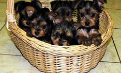 Adorable Pure Breed, AKC Yorkshire Terrier puppies available for sale. Male?s-$550 and Female?s-$700-$800. &nbsp;AKC Registration and Three Generation Pedigree available with additional fee. Puppies born 04/25/14.&nbsp; Dewclaws and tails have been done,
