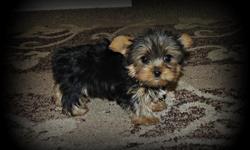 Adorable,10 weeks old, Pure Breed, Very Tiny, T-cup, AKC Yorkshire Terrier puppies available for sale.We have only Male?s available and they are from $700-$850, depends how big a puppy. AKC Registration and Three Generation Pedigree available with