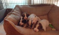 Five adorable purebred Jack Russell puppies for sale! Four boys and one little girl. Born on June 13th, they will be ready to go to their new homes around August 8th. Tails and dewclaws have been professionally done by a veterinarian. Mother is onsite and