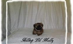 Molly a Adorable Gold with Black Mask Female. Excellent bloodlines, ShangSu--Holy Shin Tzu-- Jofins-Lonestar, Rich?s Eaglegate?s and Seminole lines. Dewclaws removed, up to date on shots and worming. AKC Limited Reg. $1,200.00 or $1,600.00 for Full Reg.