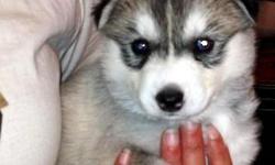 Hi there, i dont know if this is the best place to do this but i really need to adopt my adorable siberian husky puppy to any happy family out there. This site was given to me by a friend who told me she once did this and suceeded in finding a home for