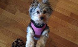 This gorgeuos, lovable female yorkie is full of love and in need of a good home.&nbsp;She has perfect markings and you can tell by her beautiful features that she is extremely well bred! She is very sweet, playful and affectionate - and good with
