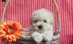 2 Female Maltipoos (Maltese/poodle)
10 weeks old
Non shedding and Hypo-allergenic
two of them will only weight 6 pounds as adults
the other one will weight 6-8 pounds as an adult
are vet checked
had first shot and deworming
were fecal tested
will give you
