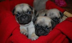Adorable tiny purebred pug puppies! Will be ready 12/7/12.
2 female, 4 male, all are fawn with black masks. These puppies will be tiny, we have the parents on premises.
Please call -- or text -- for more information and pictures.