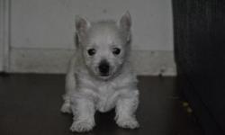 Adorable Westie puppies.&nbsp; Ready to love you.&nbsp; Ready mid- September.
First shots, AKC registered, Vet checked,&nbsp;&nbsp;health guarantee.