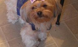 Missy is a very sweet, obedient, smart, playful, 2 year old, spayed Yorkie Shihtzu mix. She's wonderful with other animals and children (even, not so gentle toddlers), is potty trained (can be alone for a full work day with no issues), rarely barks and