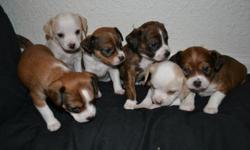 We have 5 very cuddly terrier/chihuahua puppies who were born on 4/10/11, 3 females and 2 males available. These adorable pups are vet checked, have all their shots and dewormed. They are all unique with different colors and markings. If you have any