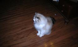 4 year old male Ragdoll, sealpoint markings, free to good home. Registered. Front paws declawed. Needs lots of attention, great lapcat. Change in work schedule does not allow us to spend enough time with him. Paid $650.00 for him as a kitten.