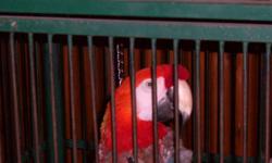 Here's a Sarlet Macaw...that answers to the name "Oscar"......This sweetheart of a bird is a great talker and comes with a beautiful rod iron cage! Come and fall in love with Oscar !