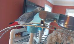 Top quality Grey Parrot parrot looking for re-homing. parrot, speaks few words and young enough to learn more. Very socialized and tame. Health and medical certificates from our vet.contact person(402) 695-7729