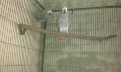 African Grey Parrots
Hand-reared African Grey Parrots available now. All parrots are cuddly-tame and used to being around small children and busy household.You can text us more information via (336) 525-1693