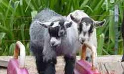 African Pygmy Goat Kids Arriving Now! Reserve yours today!
? Now accepting reservations for May, June, July 2011 kiddings.
? Private breeder, cash, checks, PayPal or credit cards welcome. Prices $275.00 and up
? Top bloodlines, specialize in rare