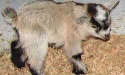 African Pygmy Goats
Now accepting Kid reservations for spring 2011 kidding.
? To reserve one of our wonderful little pygmy goat kids, please submit to us the completed form http://goats411.com/PGD2011-1.pdf
? Specializing in brown agouti and grey/brown