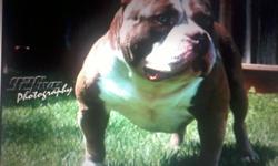New Stud Coming Soon....BANE aka Meatball Will be avaliable to the public for stud 8/11/13 Stud fee is 2500 Open to stud to Pit bulls, American Bullys, Ukc, Abkc, and Adba. Contact For More Information This breeding was 2 times Dax, both mom and dad are