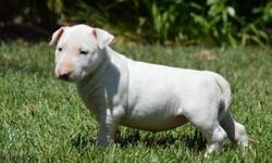 9 weeks all white Bull Terrier ready to go. Beautiful color. All shots, state health certificate and healthguarantee call/text for more information,(928) 275-1006)