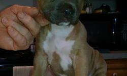 AKC Amstaff puppies for sale. Puppies are from champion bloodlines. Two males and one female available.