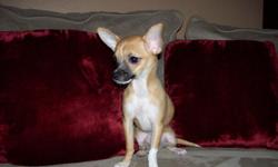 I have one fawn & white female Chihuahua. She is sweet smart and playful. She is UTD on her shots. She is pad trained and she is trained how to go in a crate. She will be 4-6lbs. She is a pure breed and is AKC/APRI registered. She will come with Proplan