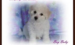 AKC Bichon Frise Puppies. These beautiful white balls of fluff born on 01/21/11 are now ready to be placed in loving homes. Bichons are excellent family dogs as well as great companions for the retired. They are loving, loyal and very intelligent. They