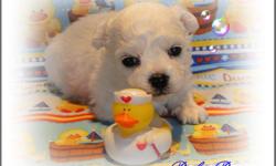 AKC Bichon Frise Puppies. We are now taking deposits on our newest babies born 01/21/2011. These little babies will be ready for their new homes on 03/18/2011. Bichons are excellent family dogs as well as great companions for the retired. They are loving,