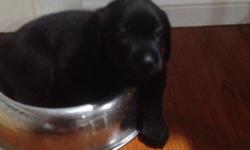 Black lab puppies born April 21. Mom is black dad is chocolate both parents on site our family pets. Puppies will have first shots and be wormed before going to new home. Great family pets. Puppies will be ready for new families on June 16 for more
