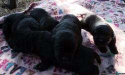 AKC Black lab pups. &nbsp;Ready 9/20 first shots, wormed, dewclaws removed, vet check. &nbsp;Champion hunt and show lines. &nbsp;English, blocky, parents on site. &nbsp;Se our facebook Chase'n Me Labs or call 509-254-3651. Chehalis