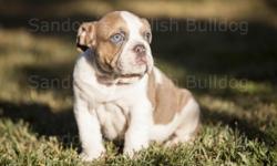 AKC Blue Fawn Triple Carrier English bulldog
Available 1 Male "Rambo"
AKC Full Rights
Shrinkabull Pedigree
Born: 05/12/16
951-756-2034
http://englishbulldogriverside.com/
Â© Copyright 2014 - 2016. (All pictures) is covered by Copyright and all rights are