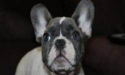 Meet COOPER! He is a blue pied male. If you are wantting to start your own blue line or just have a loving blue pied puppy then COOPER is for you. He will come UTD on shots/ He is very playful. Don't mess out on this guy! He is on a on Sale price this
