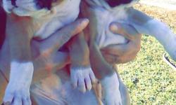 Beautiful AKC BOXER puppies ready for new homes
3 girls and 1 boy
fawn with white markings..
tails docked/ dewclaws done
1st. shots /wormed
price $450.
email ot text...
&nbsp;
&nbsp;
&nbsp;
&nbsp;
&nbsp;
&nbsp;
&nbsp;
&nbsp;