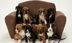You can check out our website: www.breezyboxers.com for more pictures and information on the upcoming litter and our breeding program.
A litter is expected between Breezy Boxers dam - Phoenix, and Breezy Boxers Sire - Cairo. The puppies are due around
