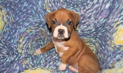 AKC REG. BOXER PUPPIE FOR SALE
FAWN&nbsp; / WHITE MARKINGS
MALE , 8 WEEKS OLD
LOCATED IN LEWIS CO. KY.
(606)-796-9753
&nbsp;